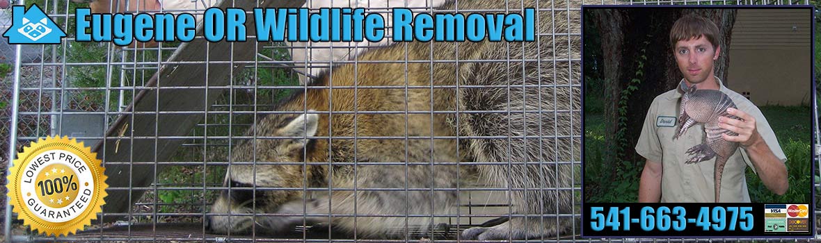 Eugene Wildlife and Animal Removal